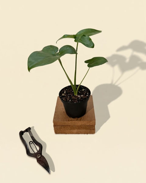 philodendron goeldii baby 4" Thaumatophyllum Spruceanum (Philodendron 'Goeldii')