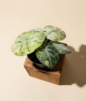 4" Variegated Alocasia Ninja 'Tricolor'