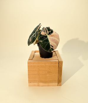 4" Variegated Alocasia 'Pink Black Velvet'