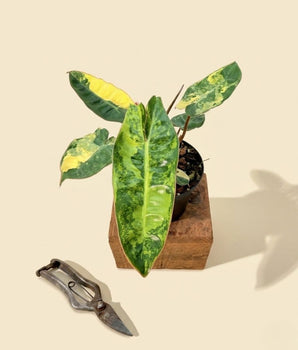 4" Variegated Philodendron 'Billietiae'