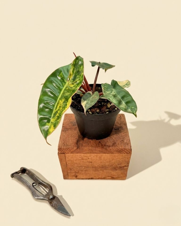 philodendron billietiae variegated why so expensive 4" Variegated Philodendron 'Billietiae'