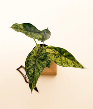 4" Variegated Alocasia 'Green Dragon Scale Mint'