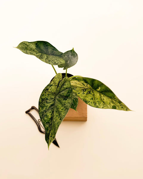 4_Variegated_Alocasia_Green_Dr