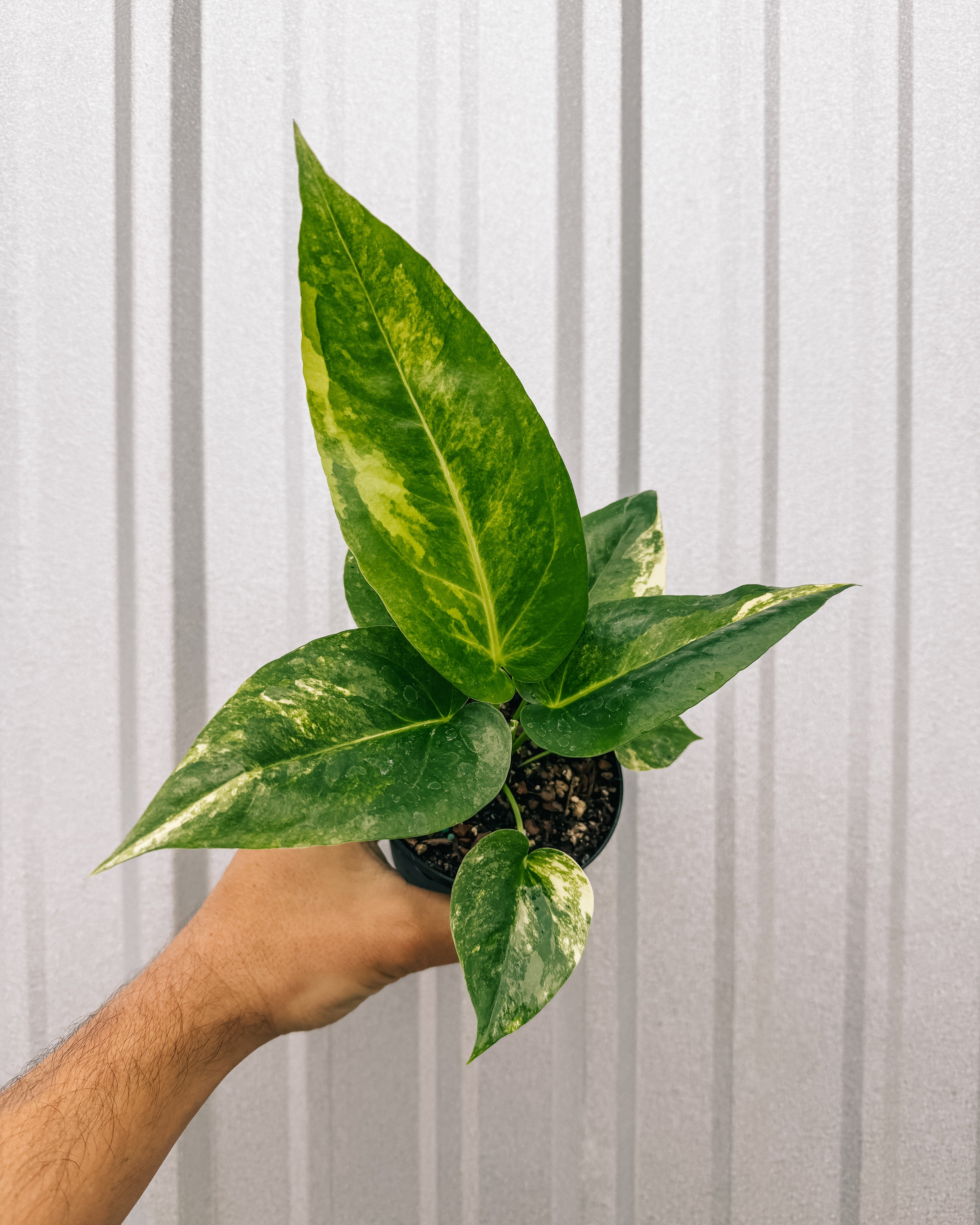 anthurium thai hybrid variegata 4" Variegated Anthurium 'Hookeri' – BWH Plant Co