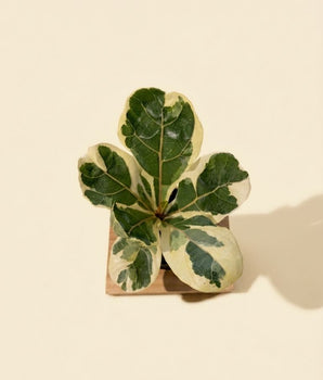 4" Variegated Ficus 'Lyrata'