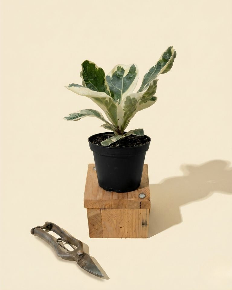 variegated fiddle leaf fig for sale 4" Variegated Ficus 'Lyrata' – BWH Plant Co