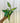 A person holding a 4-inch pot of a variegated Hoya Macrophylla plant with green and yellow leaves.