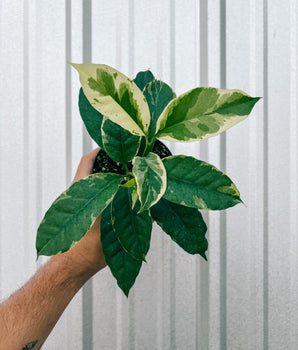 Hand holding a green leafy plant against a metal background