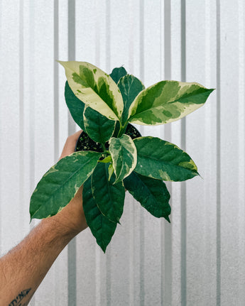 Hand holding a green leafy plant against a metal background