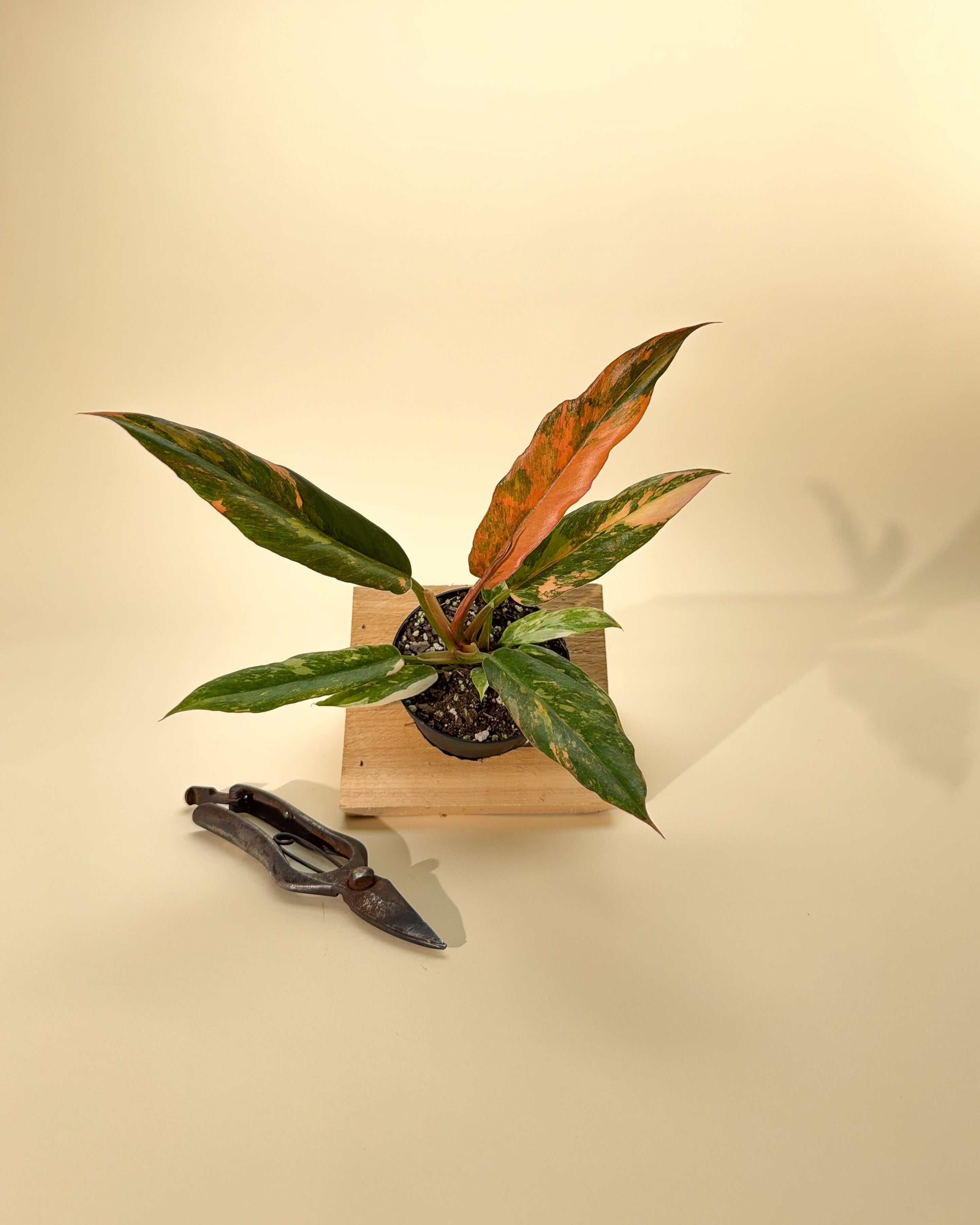 philodendron caramel marble hybrid 4" Variegated Philodendron Caramel Marble 'Heatwave'