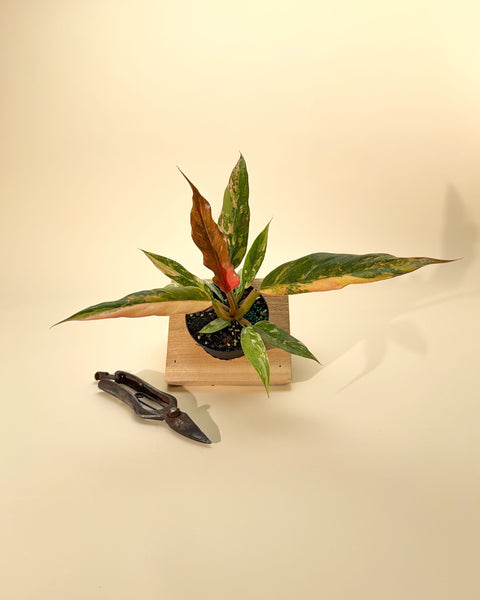 philodendron caramel cream 4" Variegated Philodendron Caramel Marble 'Heatwave' – BWH Plant Co