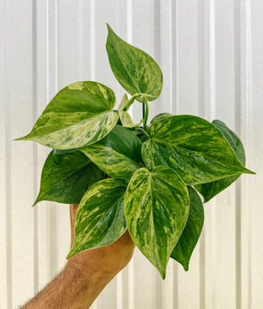 A person holding a 4-inch Variegated Philodendron Hederaceum plant with heart-shaped leaves splashed with creamy, yellowish variegation.