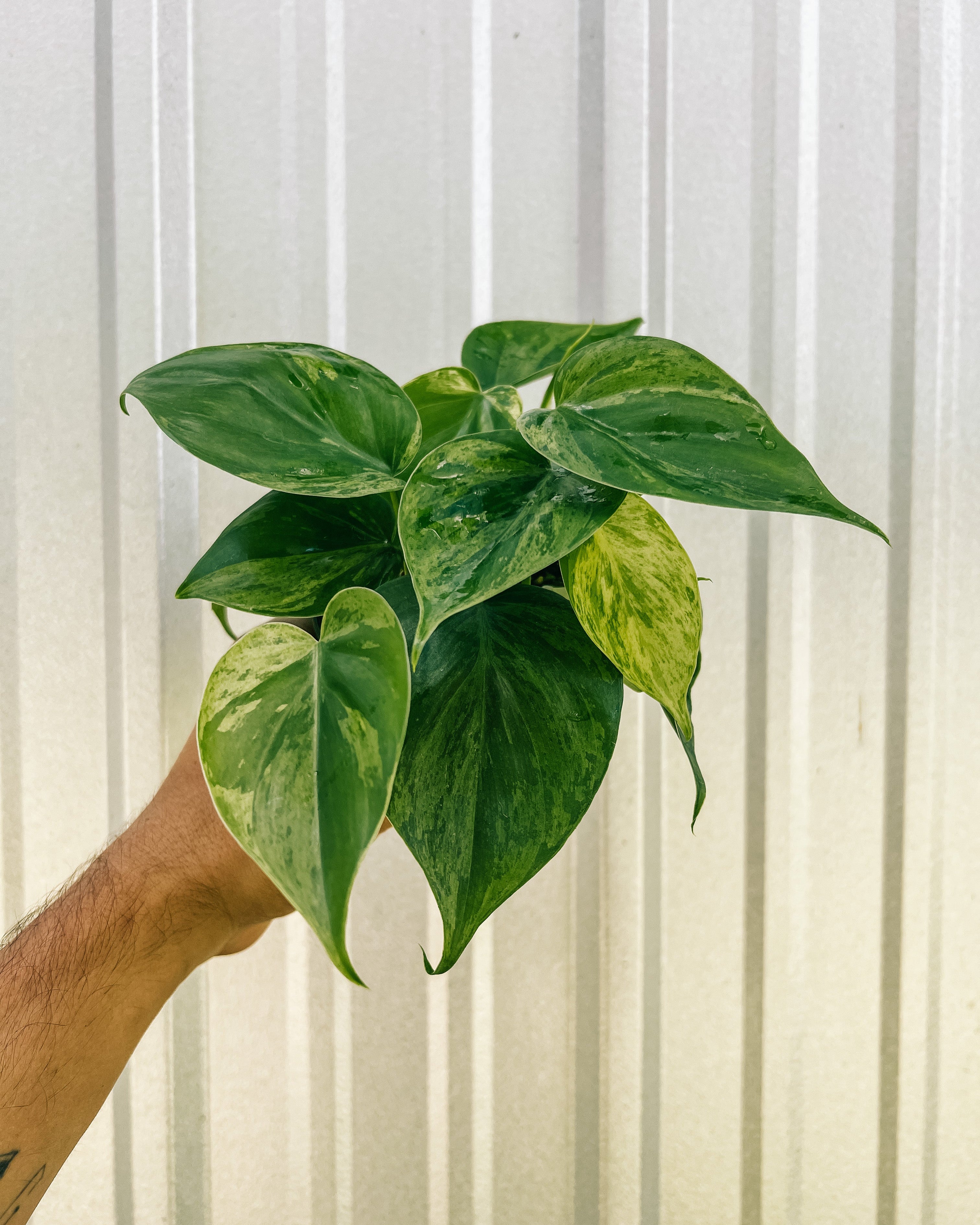 variegated philodendron brasil 4" Variegated Philodendron Hederaceum – BWH Plant Co