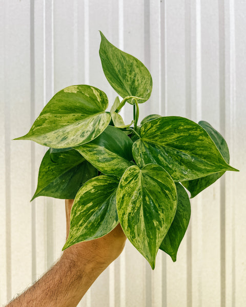 philodendron green splash Philodendron hederaceum 'Cream Splash' main image 0