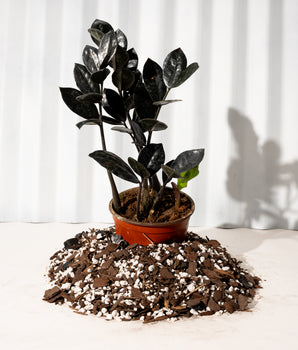 A potted Zamioculcas Zamiifolia 'Black Queen' plant with deep black foliage placed on a bed of soil against a white background.