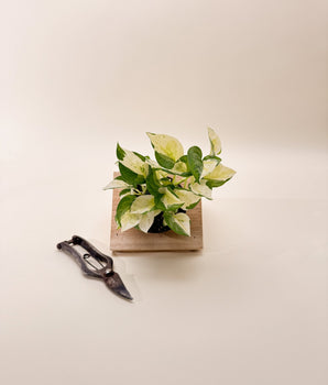 4" Epipremnum Aureum 'Japanese Global'