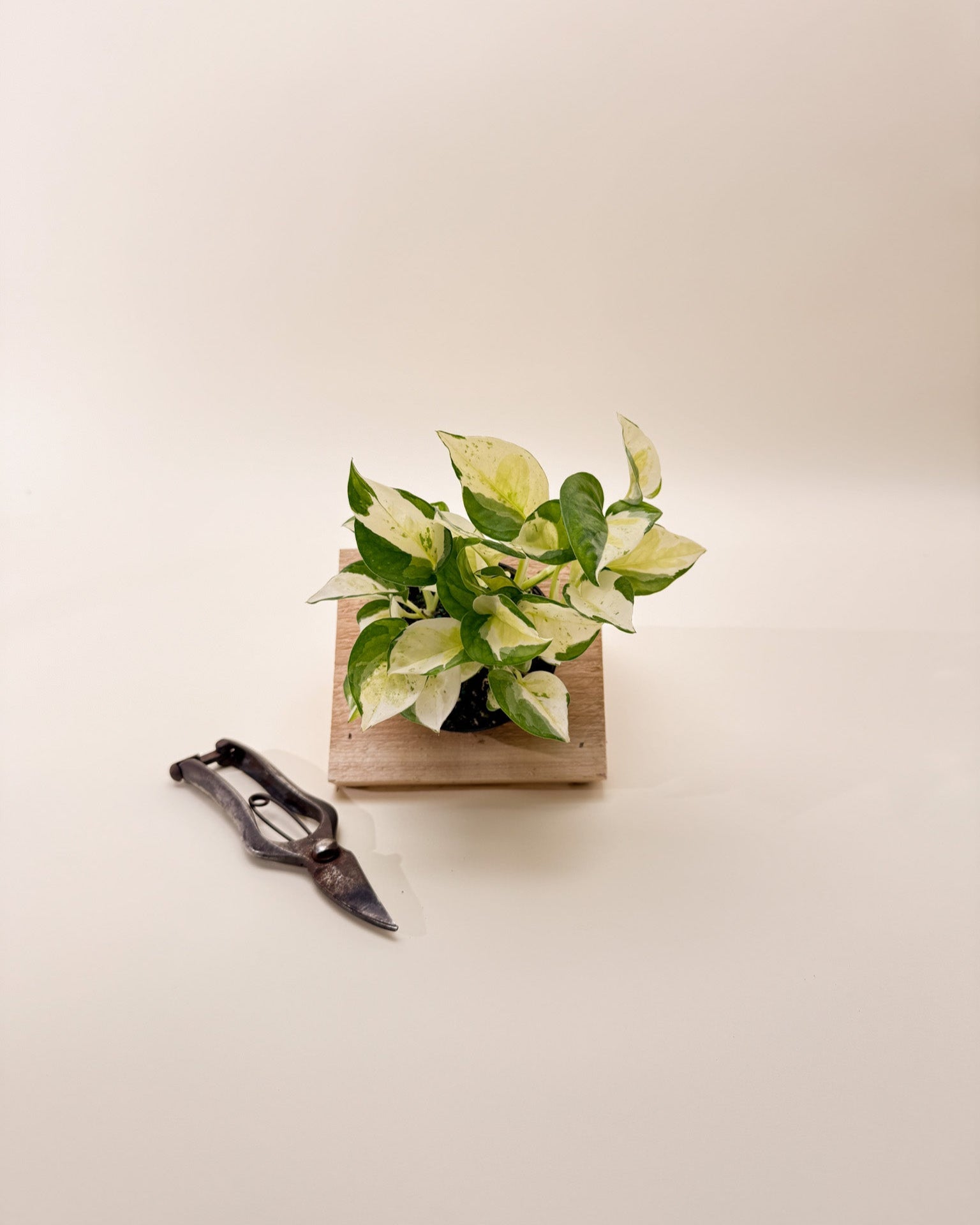 global pothos japan 4" Epipremnum Aureum 'Japanese Global'
