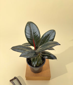 4" Ficus 'Burgundy'