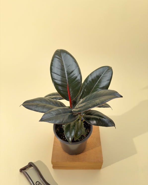 Shop Ficus “Fig Trees” – Indoor & Rare Varieties – BWH Plant Co