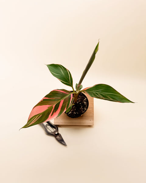 4_musa_pinknana3_grande.jpg?v=