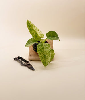 4" Variegated Philodendron Giganteum 'Blizzard'