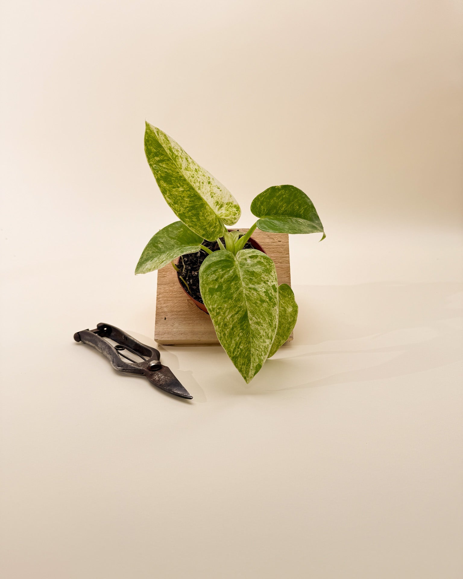 philodendron giganteum blizzard care 4" Variegated Philodendron Giganteum 'Blizzard'