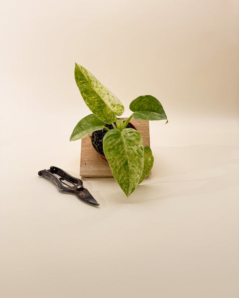 philodendron giganteum blizzard mature 4" Variegated Philodendron Giganteum 'Blizzard' – BWH Plant Co