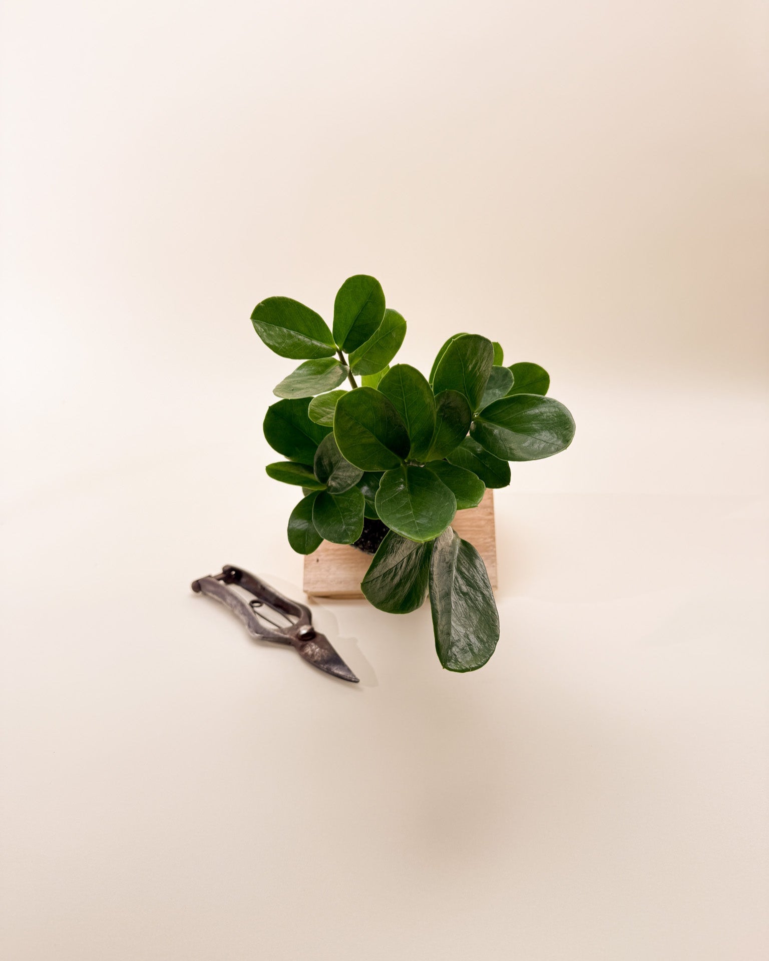 lucky zz plant 4" Zamioculcas Zamiifolia 'Lucky' – BWH Plant Co