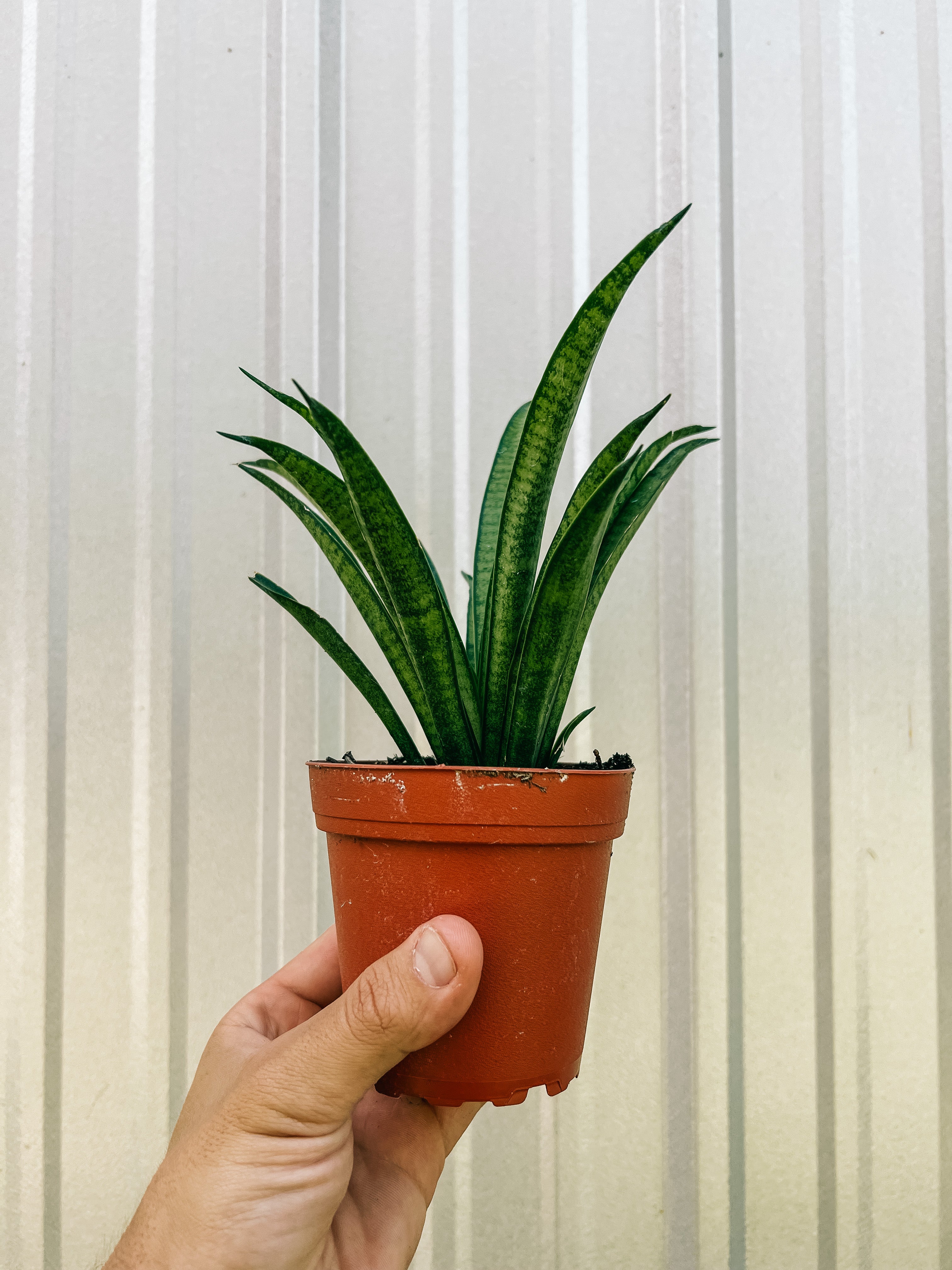 sansevieria perrotti 4” Sansevieria 'Lilliput' – BWH Plant Co