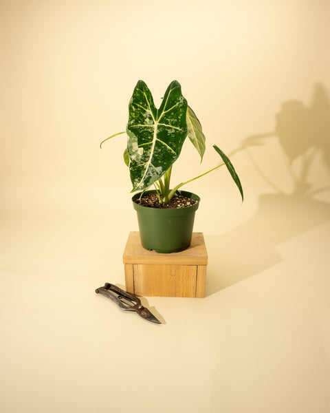 その他観葉植物 Alocasia Frydek 6Alocasia_Frydek_Variegated-