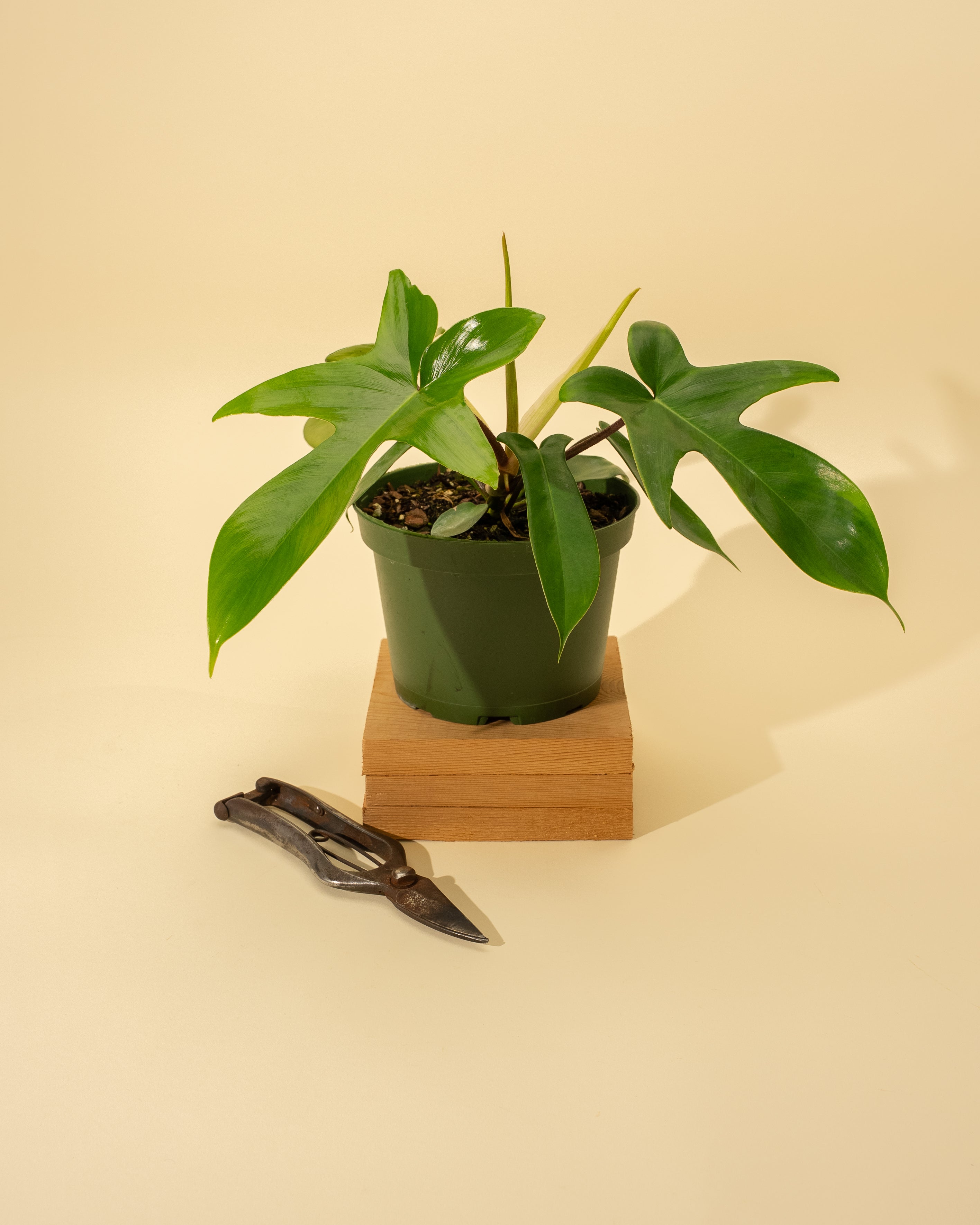 climbing florida philodendron 6" Philodendron 'Florida'