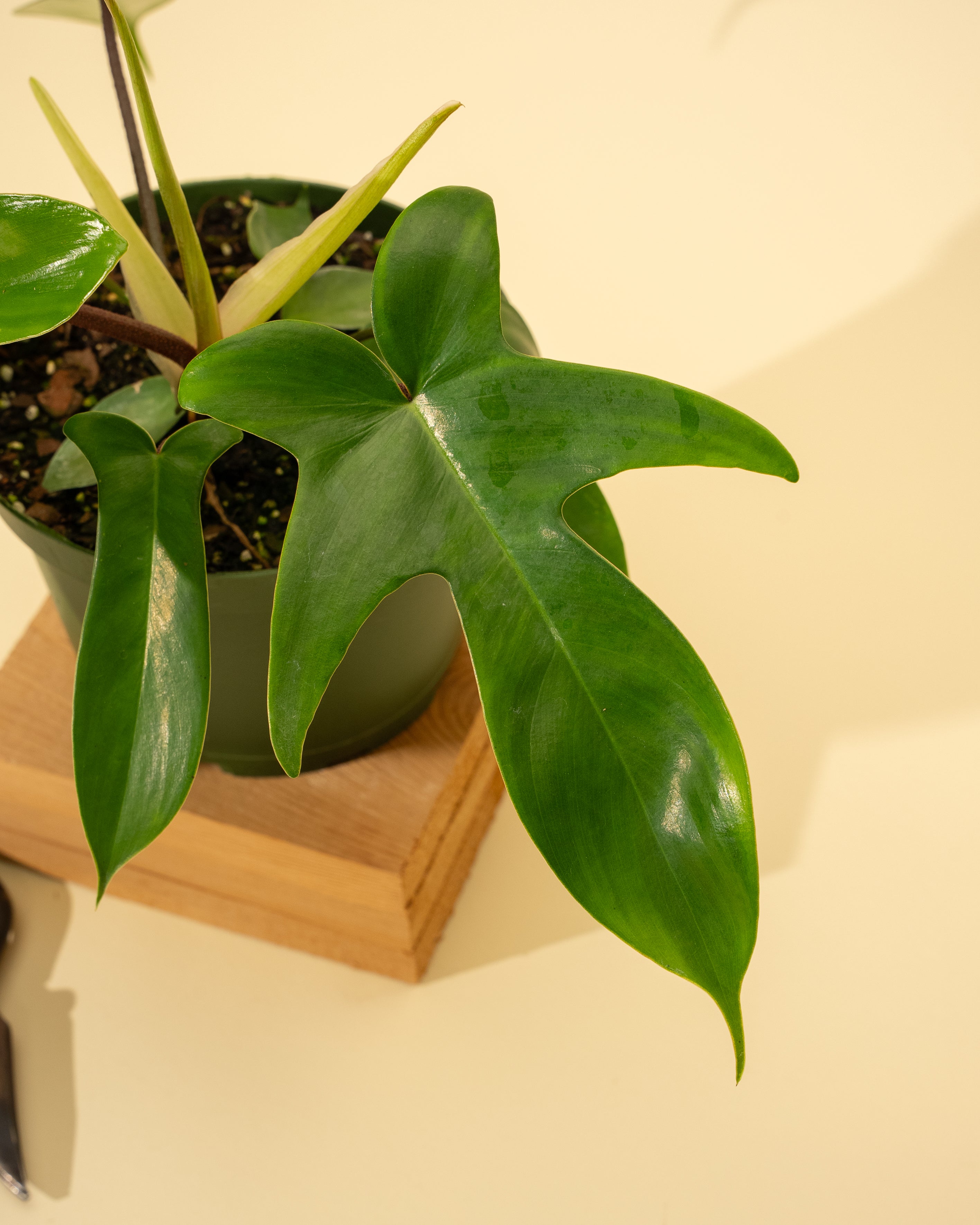 philodendron growers florida 6" Philodendron 'Florida'