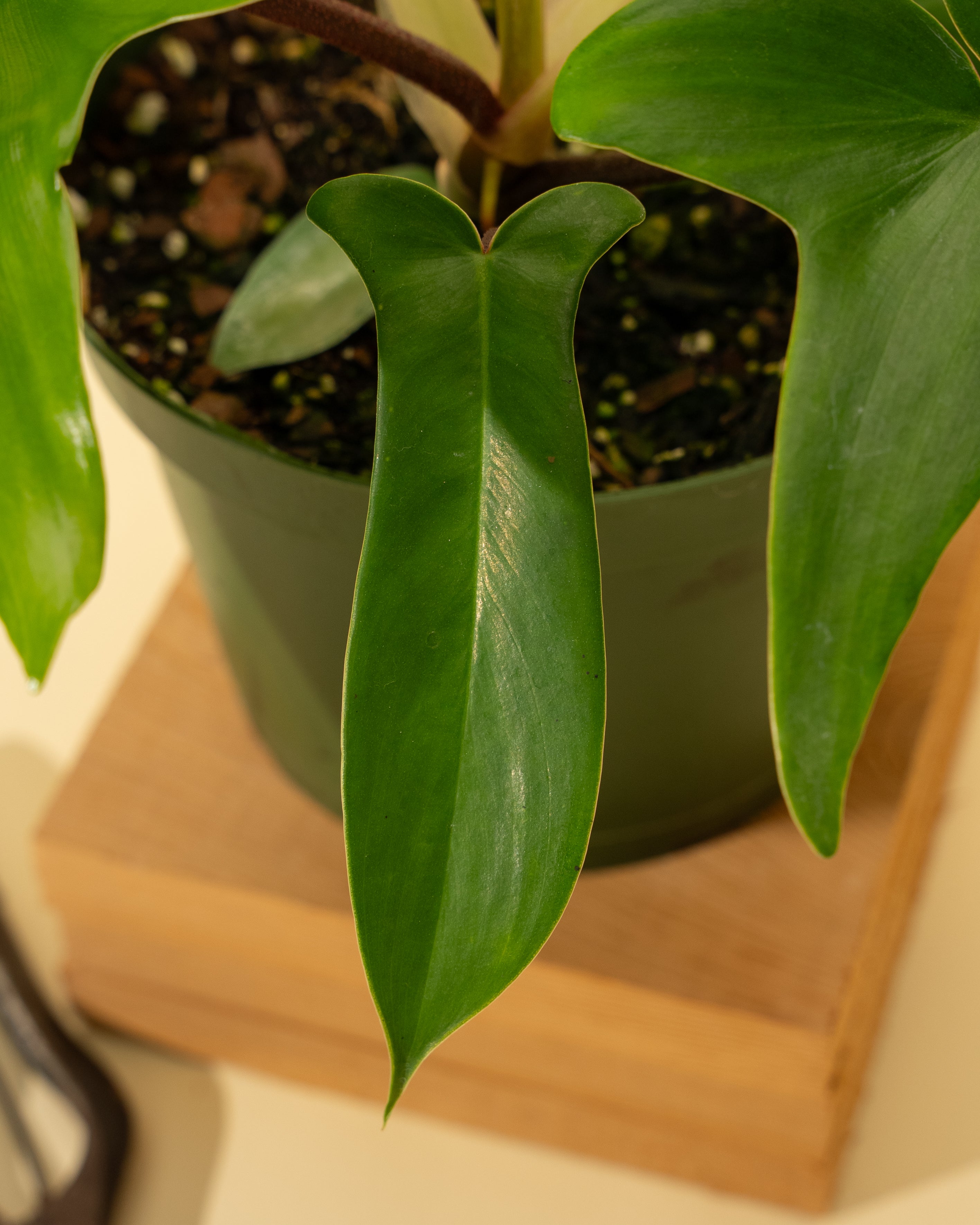 large old florida philodendron 6" Philodendron 'Florida' – BWH Plant Co
