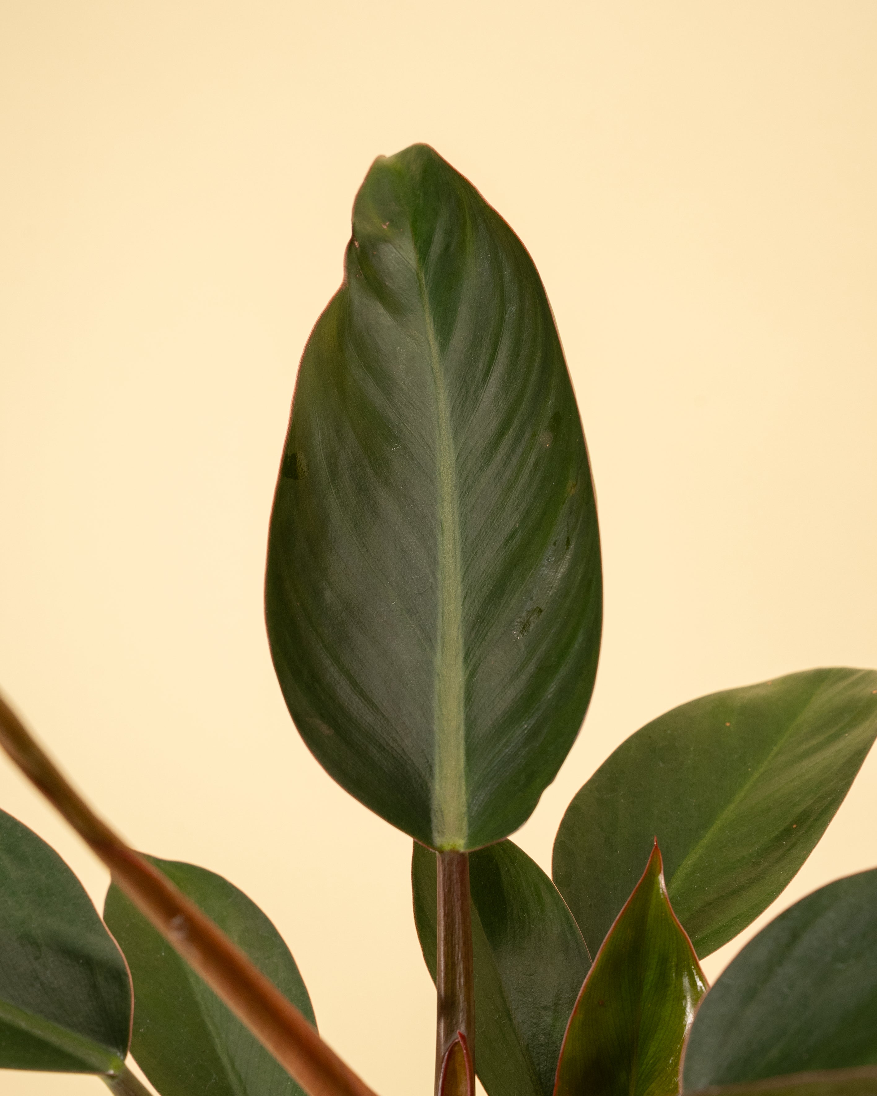philodendron rojo congo pet safe 6" Philodendron 'Rojo Congo'