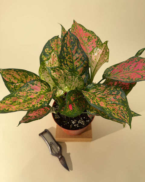 aglaonema valentina 6" Aglaonema 'Valentine'