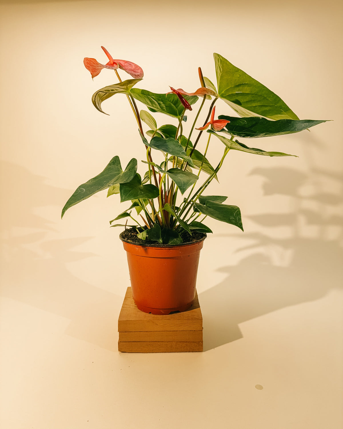BWH Plant Co 6" Anthurium 'Caliente'