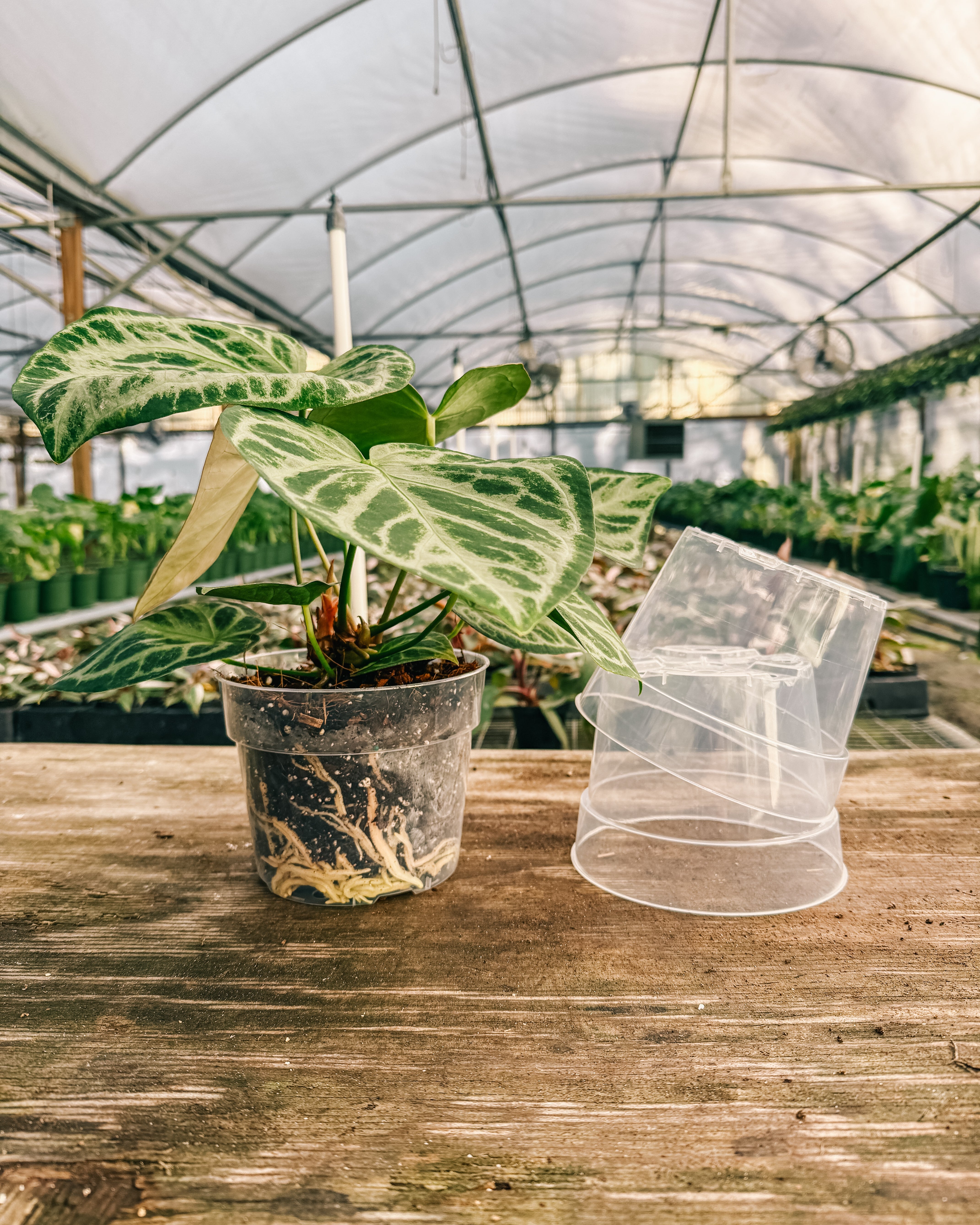 where to buy clear plant pots 6" Clear Grow Pots (3 pack) – BWH Plant Co
