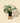 6" Monstera Borsigiana Albo