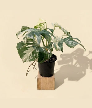 6" Monstera Borsigiana Albo