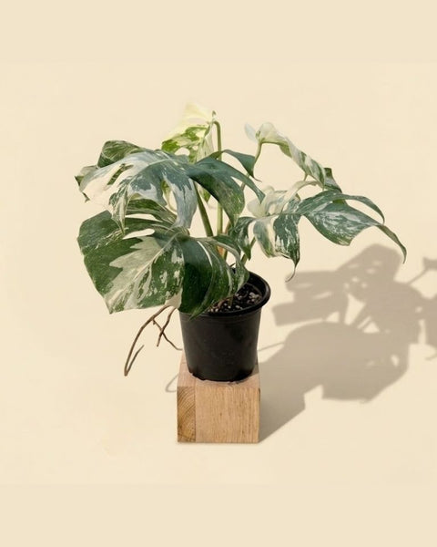 buy albo monstera 6" Monstera Borsigiana Albo – BWH Plant Co