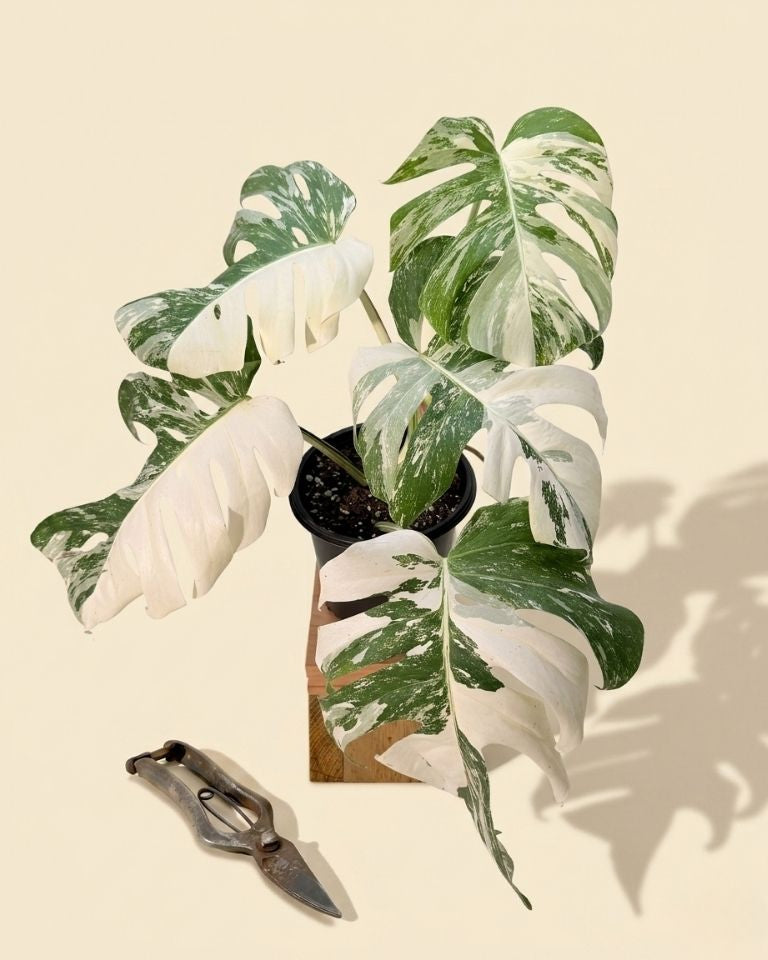 monstera albo borsigiana for sale 6" Monstera Borsigiana Albo – BWH Plant Co