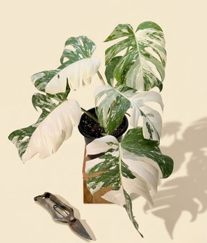 6" Monstera Borsigiana Albo