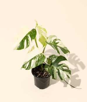 6" Monstera Borsigiana Albo