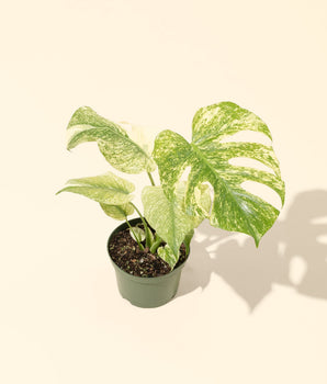 6" Monstera 'Mint'