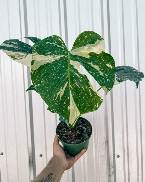 monstera thai constellation seeds 6" Monstera 'Thai Constellation' – BWH Plant Co
