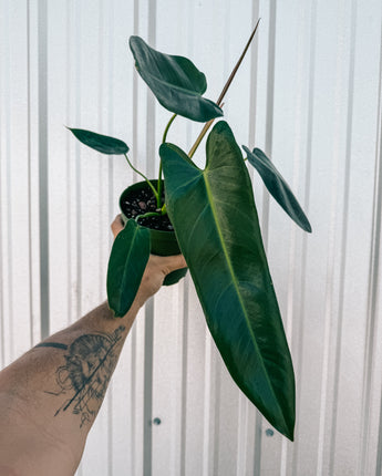 A person holding a 6-inch Philodendron 'Spiritus Sancti' houseplant with elongated, sword-like leaves.