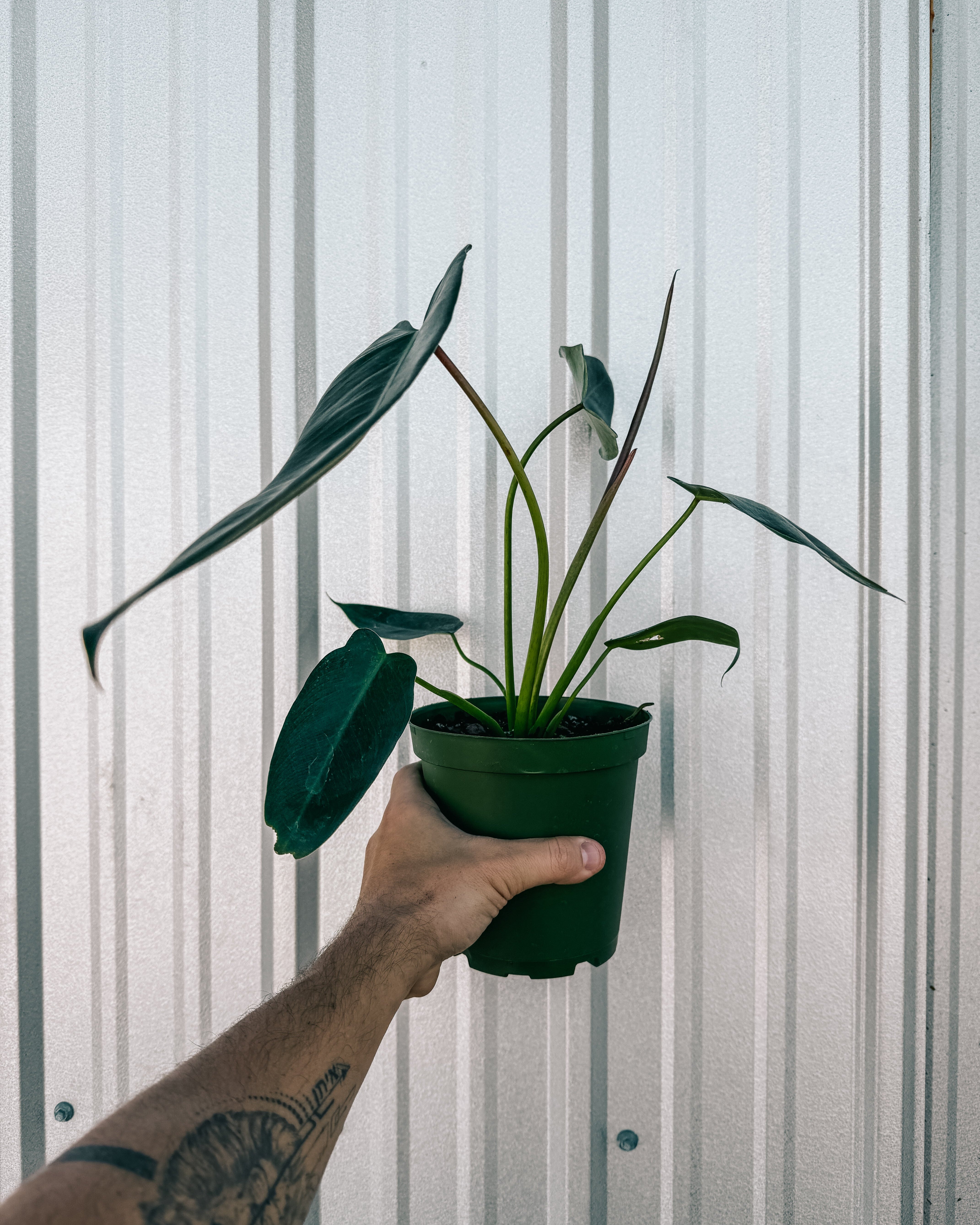 philodendron sancti 6" Philodendron 'Spiritus Sancti' – BWH Plant Co