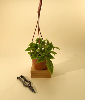 6" Pilea 'Moon Valley' (Hanging Basket)