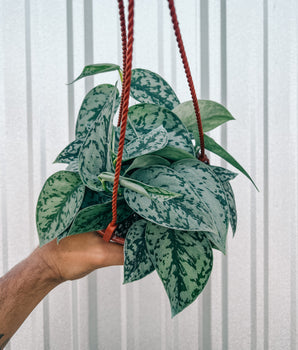 6" Scindapsus 'Silver Lady' (Hanging Basket)