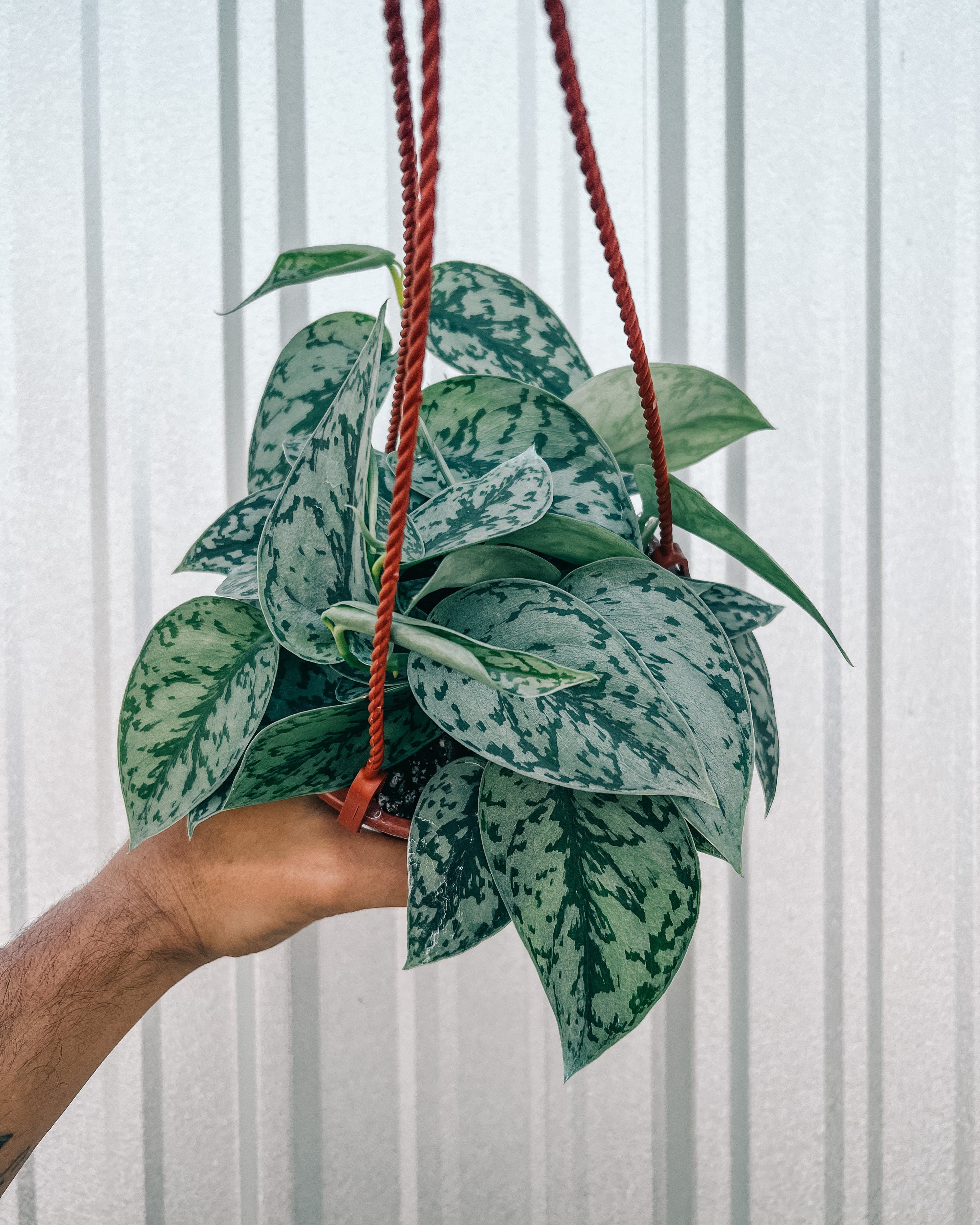 silver leaf hanging plant 6" Scindapsus 'Silver Lady' (Hanging Basket) – BWH Plant Co